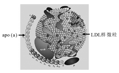 脂蛋白(a)的研究进展