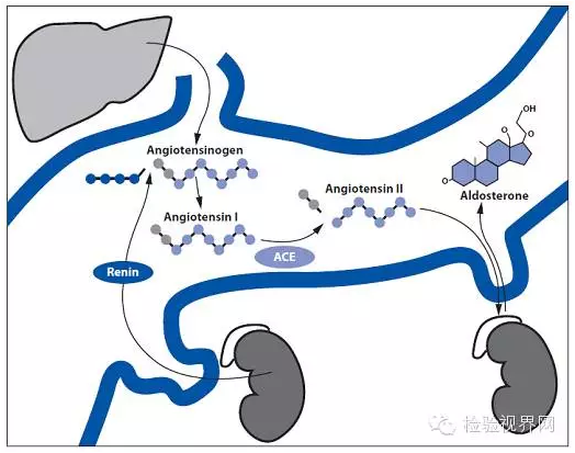 让高血压原“型”毕露，直接肾素检测就是这么神奇