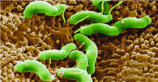 关于幽门螺杆菌—我们应该了解的常识