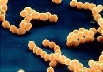 引发感染性腹泻的常见八种细菌病原体
